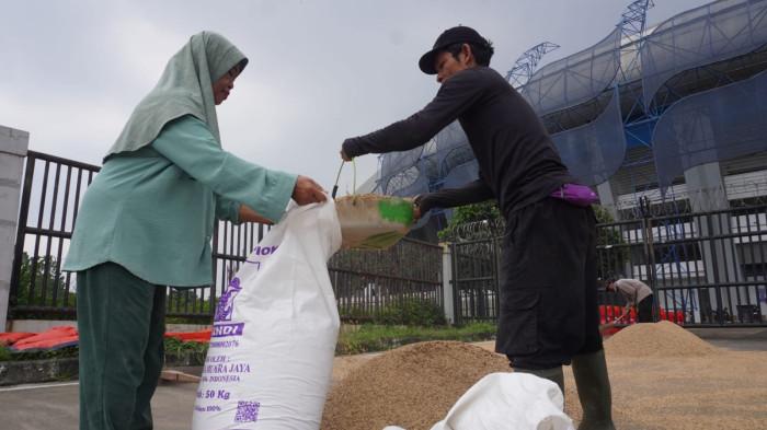 Petani menjemur gabah di depan gerbang Stadion Gelora Bandung Lautan Api (GBLA), Gedebage, Kota Bandung, Jawa Barat, Kamis (20/11/2025).