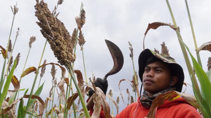 Petani memanen sorgum dalam kegiatan Panen Sorgum Bersama di Pusat Pengembangan Sorgum Nasional, Sekemala Integrated Farming (Sein Farm), Kota Bandung, Jawa Barat, Kamis (27/11/2025).