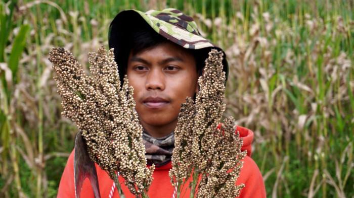 Petani memanen sorgum dalam kegiatan Panen Sorgum Bersama di Pusat Pengembangan Sorgum Nasional, Sekemala Integrated Farming (Sein Farm), Kota Bandung, Jawa Barat, Kamis (27/11/2025).
