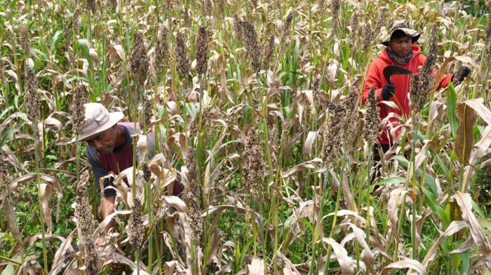 Petani memanen sorgum dalam kegiatan Panen Sorgum Bersama di Pusat Pengembangan Sorgum Nasional, Sekemala Integrated Farming (Sein Farm), Kota Bandung, Jawa Barat, Kamis (27/11/2025).