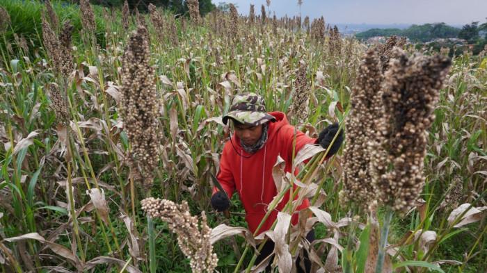 Petani memanen sorgum dalam kegiatan Panen Sorgum Bersama di Pusat Pengembangan Sorgum Nasional, Sekemala Integrated Farming (Sein Farm), Kota Bandung, Jawa Barat, Kamis (27/11/2025).