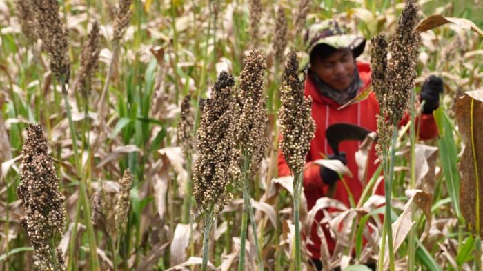 Petani memanen sorgum dalam kegiatan Panen Sorgum Bersama di Pusat Pengembangan Sorgum Nasional, Sekemala Integrated Farming (Sein Farm), Kota Bandung, Jawa Barat, Kamis (27/11/2025).