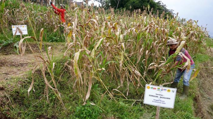 Petani memanen sorgum dalam kegiatan Panen Sorgum Bersama di Pusat Pengembangan Sorgum Nasional, Sekemala Integrated Farming (Sein Farm), Kota Bandung, Jawa Barat, Kamis (27/11/2025).