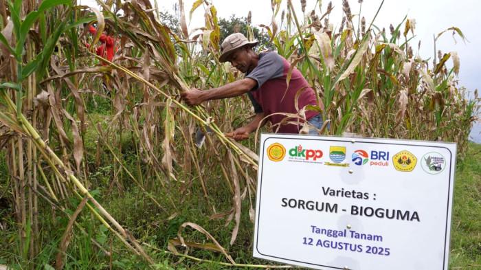 Petani memanen sorgum dalam kegiatan Panen Sorgum Bersama di Pusat Pengembangan Sorgum Nasional, Sekemala Integrated Farming (Sein Farm), Kota Bandung, Jawa Barat, Kamis (27/11/2025).