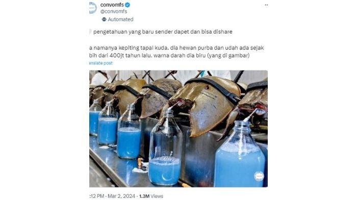 Viral, Kepiting Tapal Kuda Punya Darah Biru Dihargai Rp200 Juta per Ekor, Ini Penjelasan Ahli