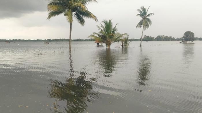 Kondisi terkini banjir di ratusan hektare lahan persawahan di Desa Ciganjeng Kecamatan Padaherang Kabupaten Pangandaran pada Minggu 23 November 2025 siang