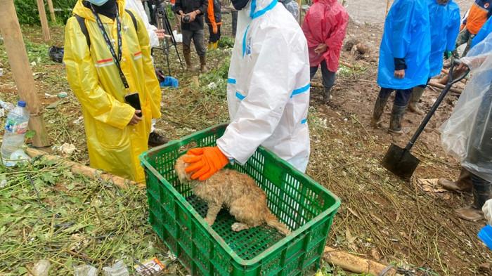 KUCING SELAMAT - Kucing berwarna oranye penuh noda lumpur diselamatkan petugas pencari korban longsor Cisarua Bandung Barat. Kucin itu diduga telah berhari-hari di area longsor
