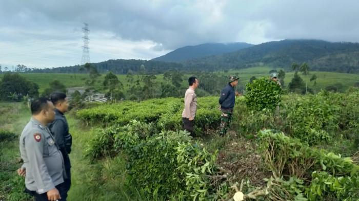 KEBUN TEH DISEROBOT - Lahan perkebunan teh di Kecamatan Pangalengan, Kabupaten Bandung kembali diserobot dan berubah jadi laha perkebunan sayuran.