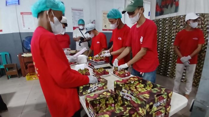PACKING - Para pekerja Java Fresh saat sedang melakukan proses packing buah manggis untuk diekspor ke luar negeri.