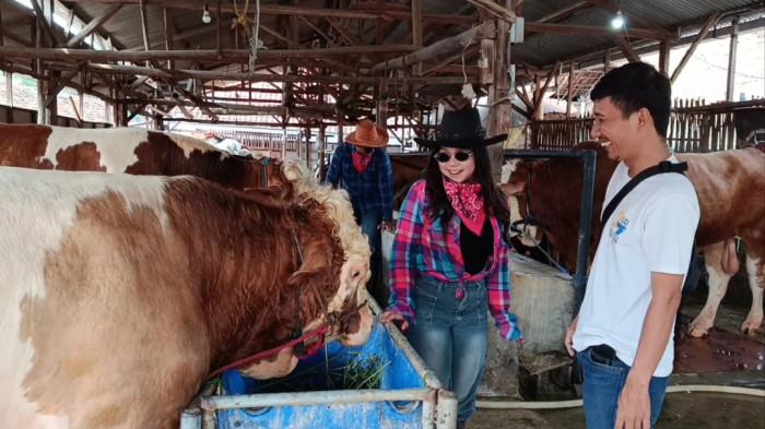 Meski Harga Kambing dan Domba Naik, Minat Warga Indramayu Berburu Hewan ...