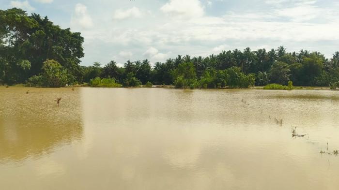 SAWAH TERENDAM luapan sungai citanduy