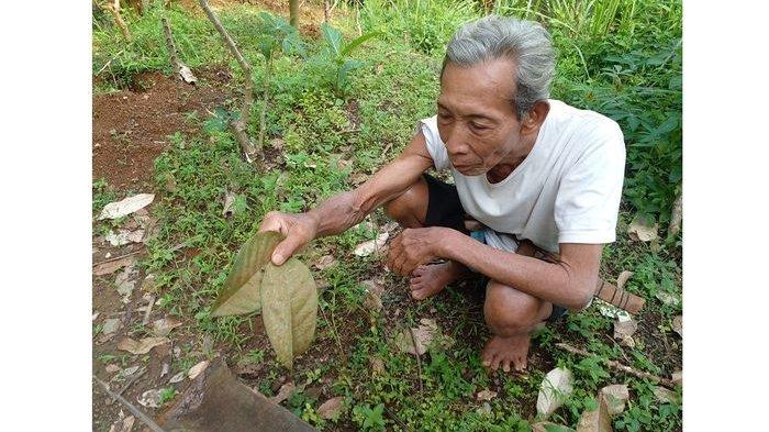 Sentra Produksi Duku Ciamis Terancam, Puluhan Ribu Pohon Terserang Penyakit Kekebulan