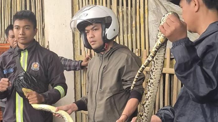 Ular Sanca Batik Diamankan di Kandang Ayam di Sukaraja Sukabumi, Berpanjang 3 Meter