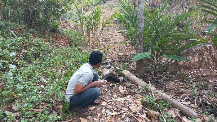 Penampakan Domba yang Mati Diduga Diterkam Macan di Gandasoli Sukabumi