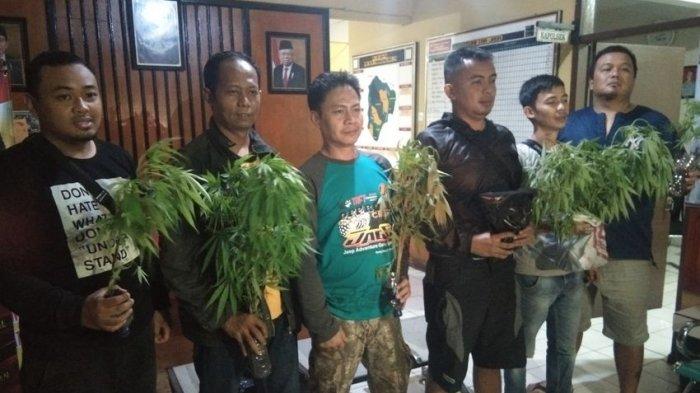 Anggota Satnarkoba Polres Garut menunjukkan tanaman ganja di Mapolsek Tarogong Kaler usai melakukan evakuasi tanaman tersebut di lereng Gunung Guntur, Minggu (19/1/2020). 