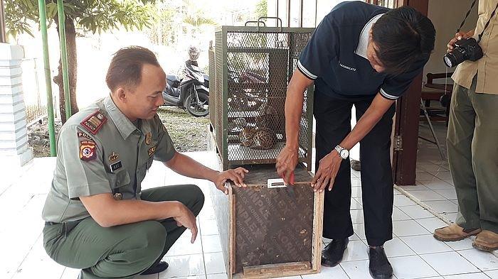 Dalam 6 Bulan BBKSDA Jabar Terima 122 Ekor Satwa Dilindungi, Hari Ini Ada 3 Jenis