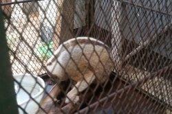 Satwa Langka Ini Ditemukan di Pohon Jambu, Alami luka Bakar, Satu Ekor Hewan Kakinya Lumpuh