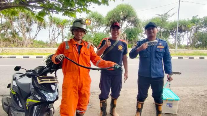 Ular Kobra Sempat Bikin Ibu di Pangandaran Histeris, Muncul di Plafon Rumah sambil Gigit Tikus