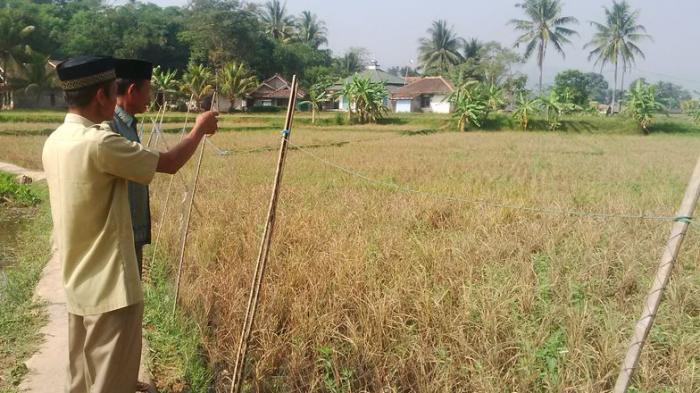 Selain Ada Panen Raya, di Kecamatan Itu 150 Hektare Sawah Diserang Hama