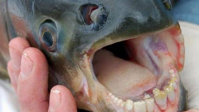 Ikan dengan Gigi Menyerupai Manusia dan Doyan Mengunyah Testis Bekeliaran di Danau