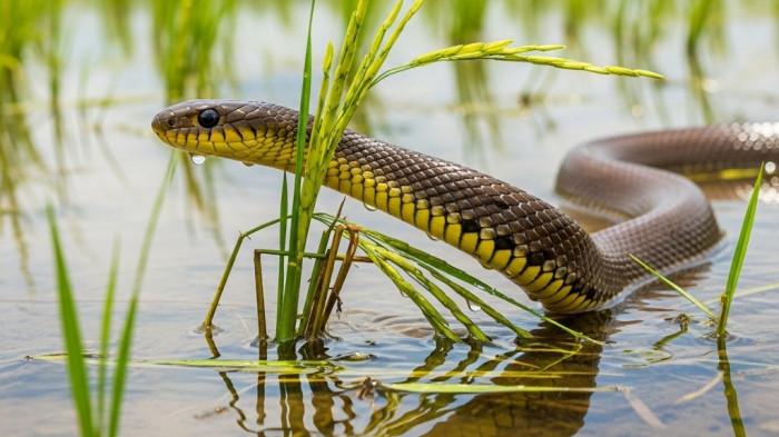 Zolushka jinsiy aloqa video