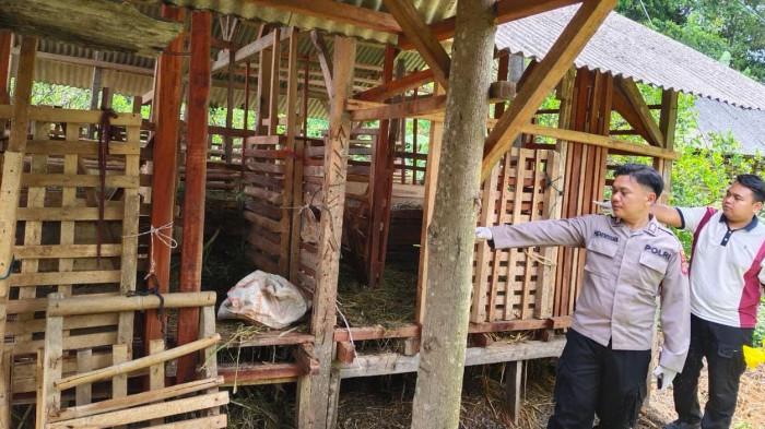 Bukan Penyakit Mematikan, Tapi Petugas Ingatkan Orf Domba di Pangandaran Bisa Menular ke Manusia