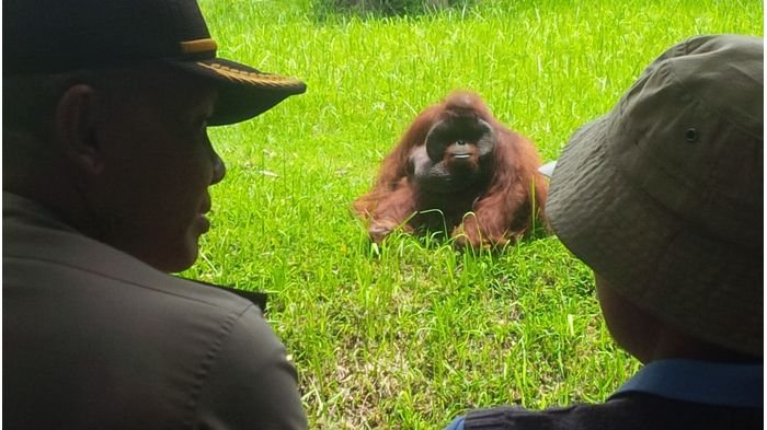 Pelempar Rokok Menyala ke Orang Utan Bisa Diseret ke Meja Hijau, Ini Pasal yang Bisa Menjeratnya