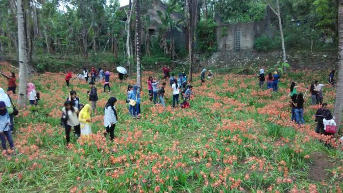 Kebun Bunga Lili yang Indah Mampu Menarik Ribuan Pengunjung, Setelah Itu Rusak dan Layu