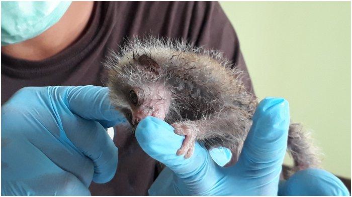 BKSDA Wilayah Cirebon Evakuasi Bayi Kukang Temuan Warga Kuningan