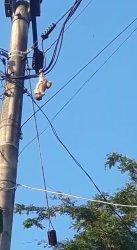 Monyet Liar Acak-acak Dapur Warga Kuningan, Diusir, Lari Susuri Kabel Listrik, Lalu Begini Akhirnya