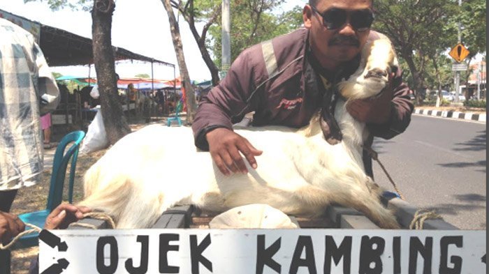 Ada Ojek Kambing, Warga yang Akan Berkurban Jadi Lebih Gampang