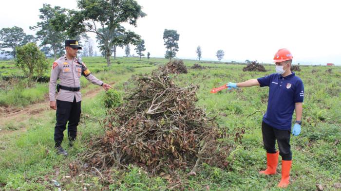 POHON TEH KERING - Petugas menunjukkan pohon teh yang telah ditebang dan megnering. Kepolisian melakukan olah tempat kejadian perkara (TKP), pasca terjadinya pengrusakan tanaman teh di area perkebunan PTPN 1 Regional 2 Malabar, Kecamatan Pangalengan, Kabupaten Bandung. Istimewa / Polresta Bandung.