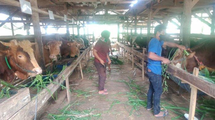 Bacaan Doa Menyembelih Hewan Kurban dan Syarat Hewan Kurban, Ternyata Hanya Boleh 3 Jenis Ini