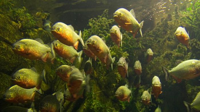 Mengerikan, Bocah Enam Tahun Ini Dilahap Piranha