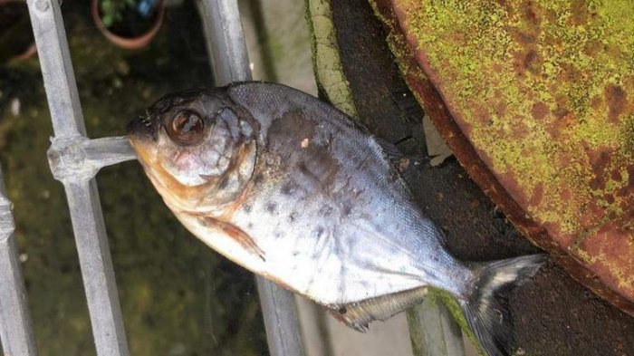 Seekor Piranha Ditemukan di Selokan, Diduga Dibuang di Toilet