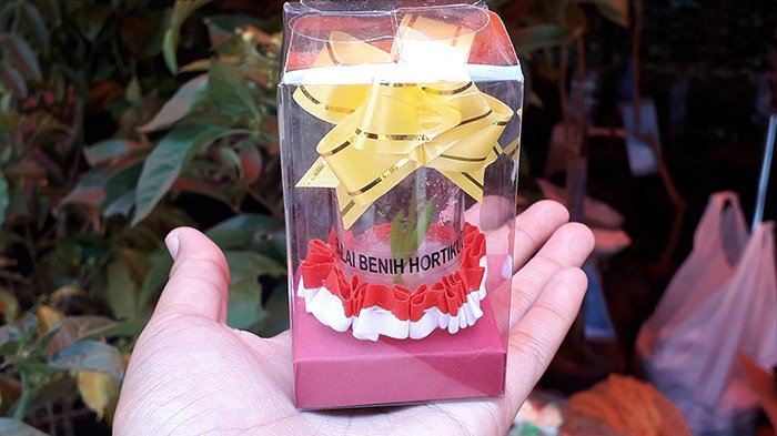 Ini Dia Planlet, Souvenir Cantik yang Kaya Manfaat