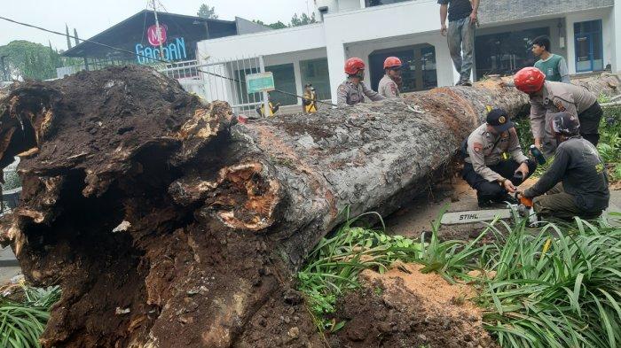 Pohon Setinggi 20 Meter di Jalan Dago Tumbang, Ini yang Terlihat di Bagian Dalamnya