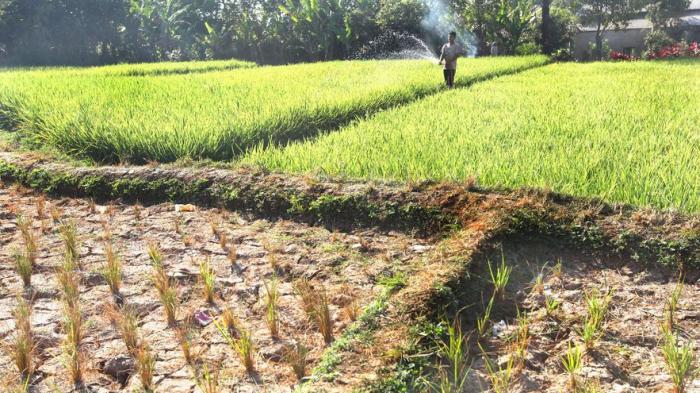 BREAKING NEWS FOTO: Sawah yang Luas Pun Akhirnya Disiram Pakai Selang