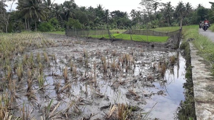 Depo Pertamina di Tasikmalaya Bocor, Solar Terjang Sawah dan Kolam Ikan, Bebek dan Ikan Pun Mati
