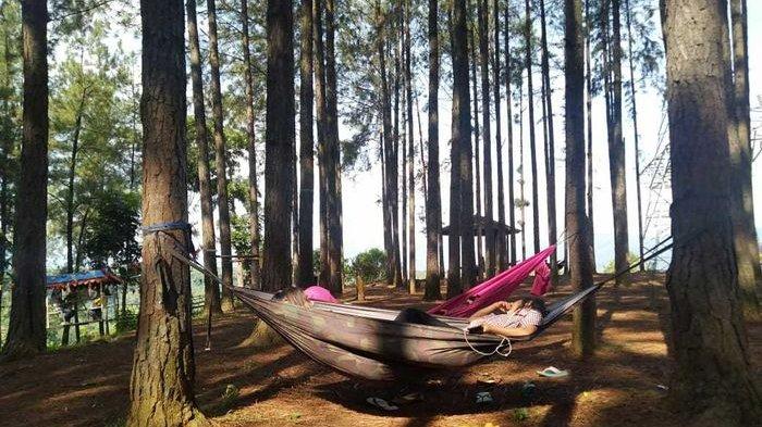 Rehat Sejenak di Bawah Pinus-pinus Karibia dengan Spot Indah Hingga Siapkan Gazebo Joko Widodo