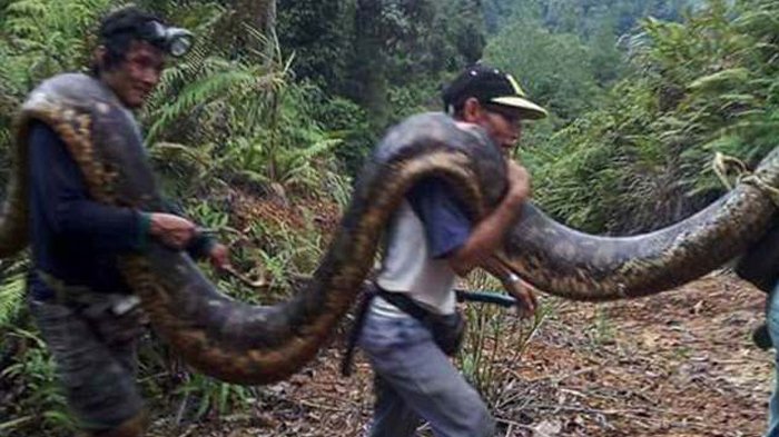 Pria ini Kaget Temukan Dua Piton di Dalam Batang Kayu, yang Terjadi Selanjutnya Bikin Warga Bersorak
