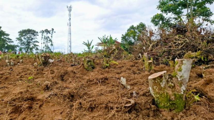 Walhi Jabar Soroti Perusakan Kebun Teh Pangalengan, Disinyalir Luasnya Lebih Dari 150 Hektare