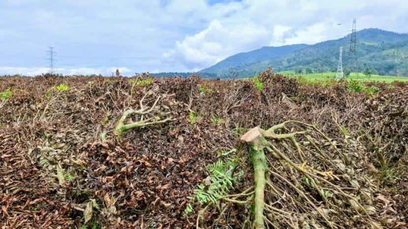 Peringatan Keras Walhi: Perusakan Kebun Teh Pangalengan Kejahatan Serius, Bisa Picu Banjir Bandang