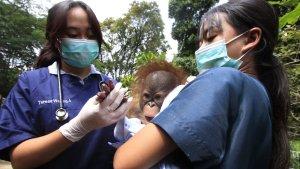 20250221_GANI_Anak_Orangutan_01.jpg