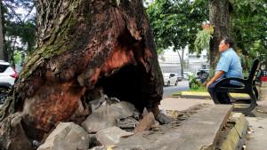 20250904_GANI_Pohon_Bolong_05.jpg