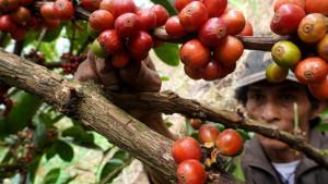 20251001_GANI_Kopi_Exselsa_06.jpg