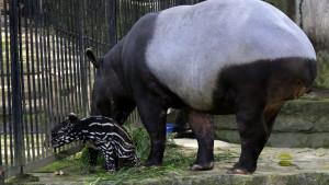 20251117_GANI_Tapir_Bandung_Zoo_02.jpg