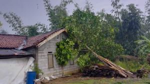 HUJAN-es-pohon-tumbang-710.jpg