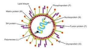 Human-Metapneumovirus.jpg