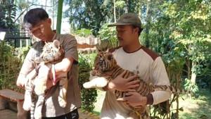 Huru-dan-Hara-dua-anak-harimau-Bengg.jpg